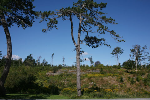 View of Park Point Pleasant with little tall trees