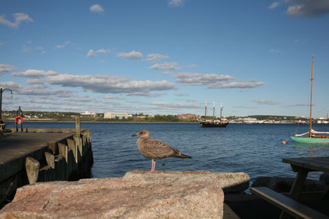 Port of Halifax with a seagull in the foreground