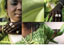 6 square images of a Senegalese woman wearing green, from the project Senegal - Green - Fishmarket - Coiffeur