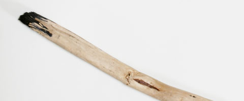 wood branch