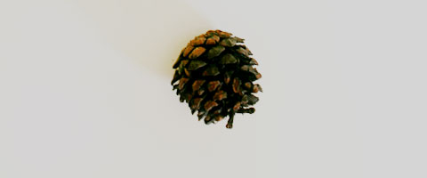 abc written with a fir cone