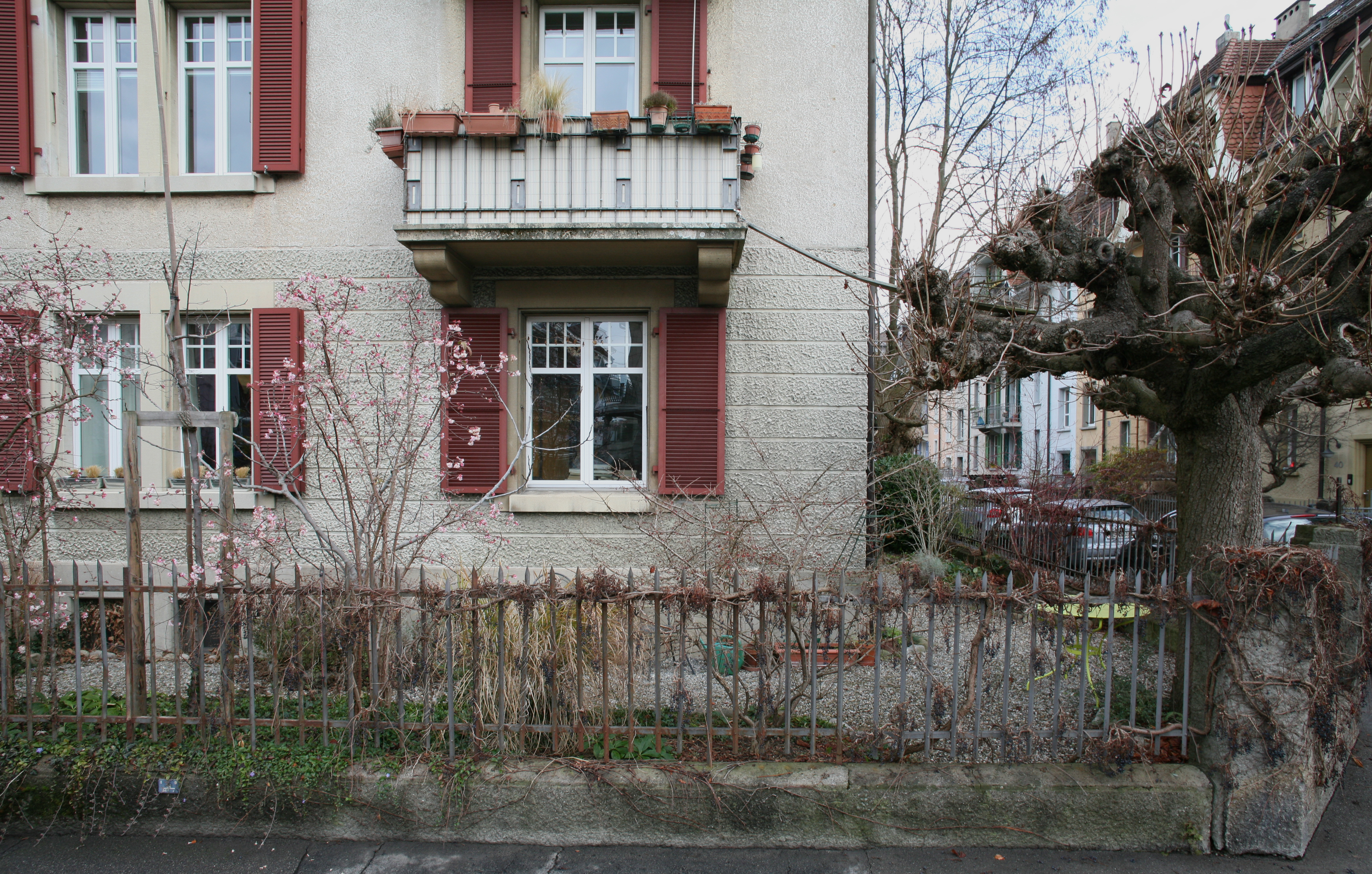 House front and tree with cat ladder reaching from the tree to the house