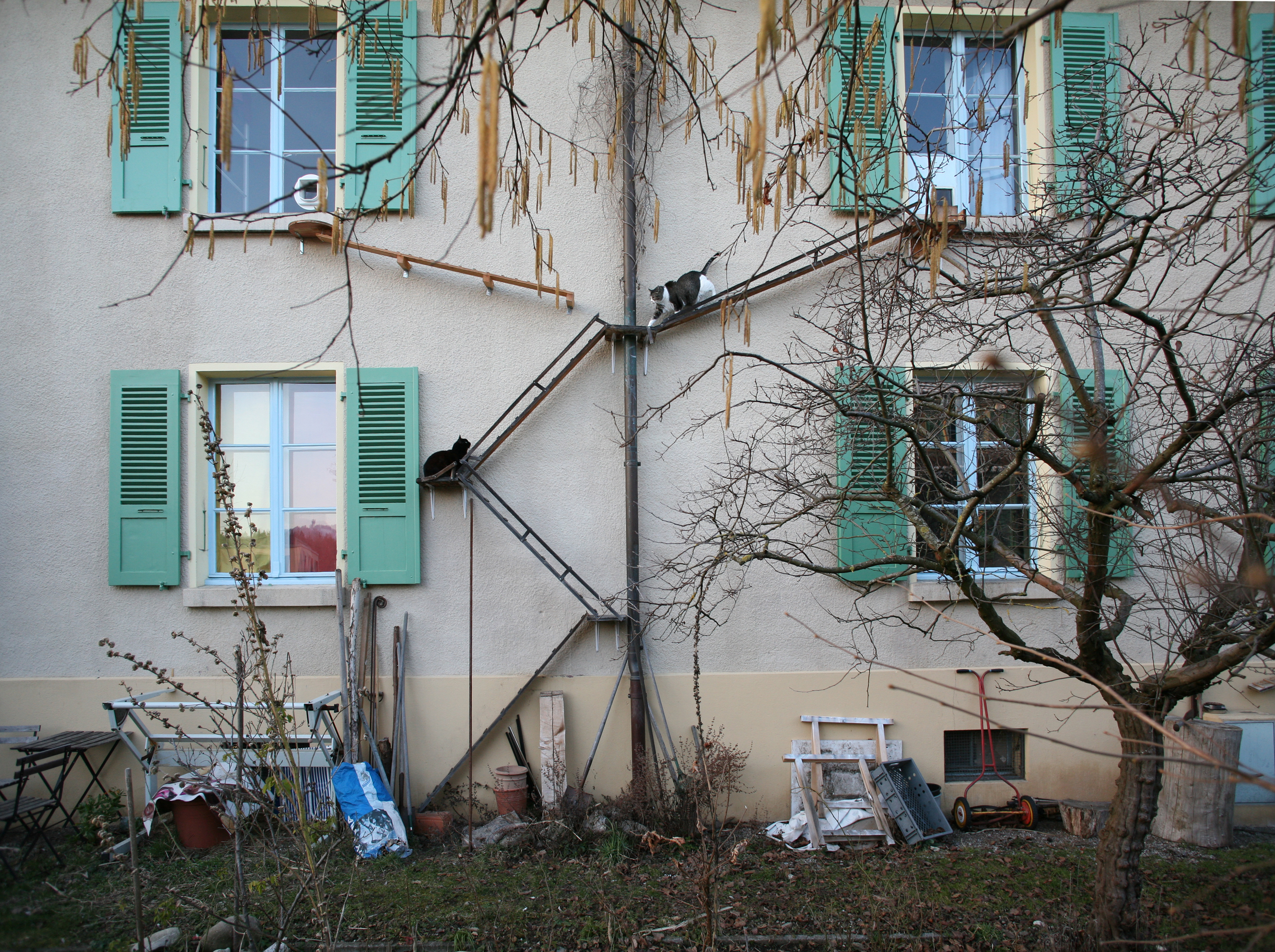 House front with several cat ladders and cats sitting on them