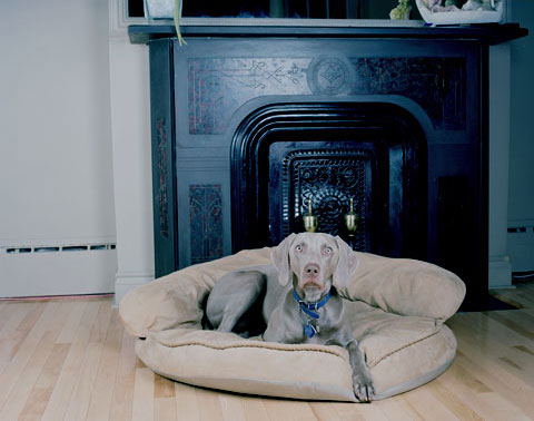 A portrait of Guy's dog Trials, from the photography project 'Dog | Dog Owner'