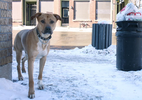 Dog and Garbage Cans on Rue Ontario E, Corner Rue Prefontaine
