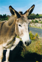 Mule